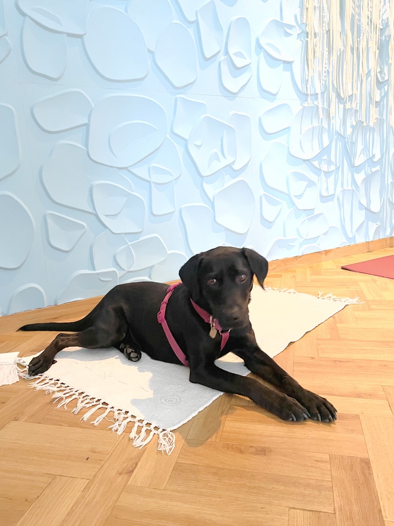 Hunde beim YOGA im Alpenhaus Bad Hofgastein